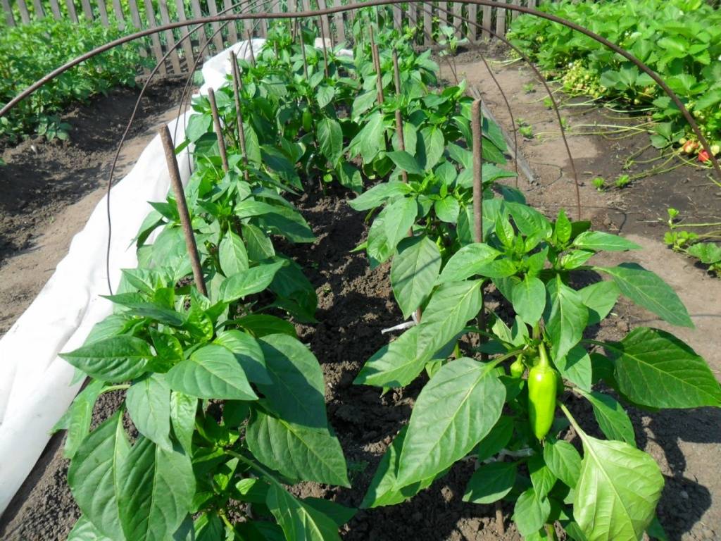 Выращивание болгарского перца в открытом грунте и теплице: агротехника, посадка рассады |
