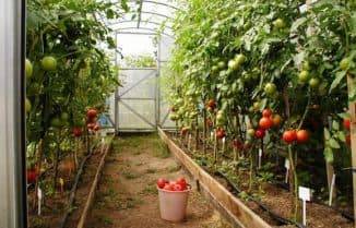Посадка помидор в теплице: какое расстояние между помидорами должно быть, схема, фото
