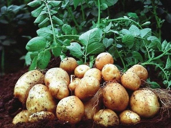 Картофель сорта коломбо: характеристика, описание, особенности выращивания и ухода