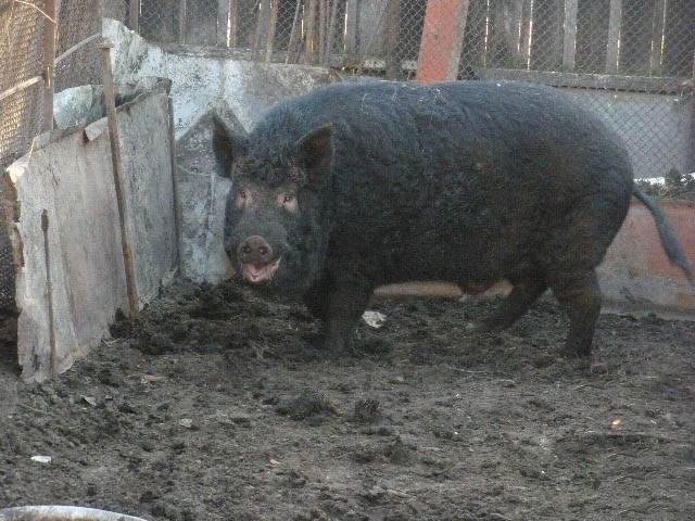 Кармалы — порода свиней, описание и характеристика породы