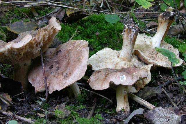 Какие грибы растут под тополями: +38 фото, описание и названия