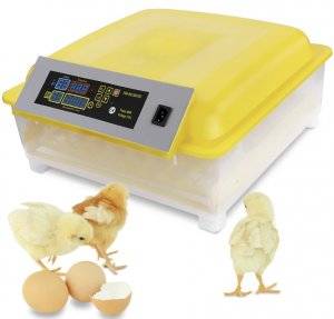 Инкубаторы для куриных яиц: обзор моделей, варианты для изготовления своими руками, виды терморегуляторов, правила инкубации