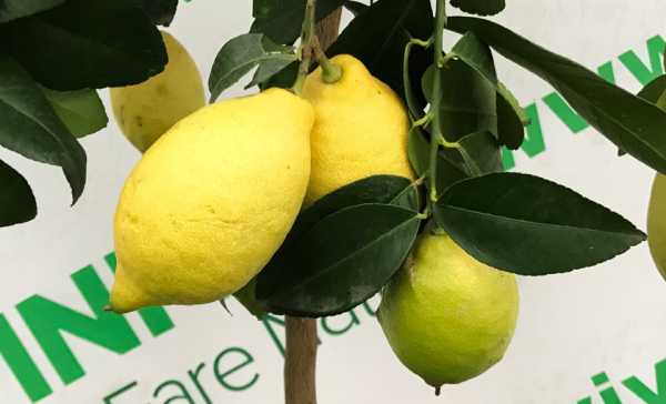 Лимон лунарио: описание сорта и уход в домашних условиях с фото