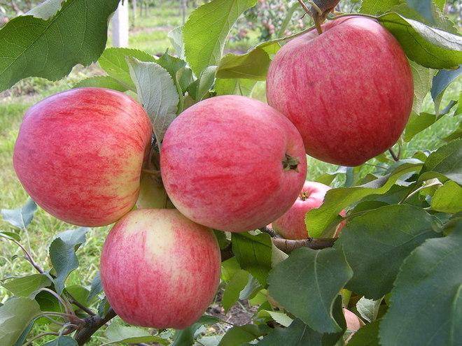 Описание яблони сорта «Штрейфлинг:» характеристика, фото, отзывы