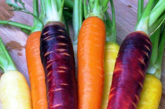 Почему у моркови оранжевый цвет - огород, сад, балкон - медиаплатформа миртесен