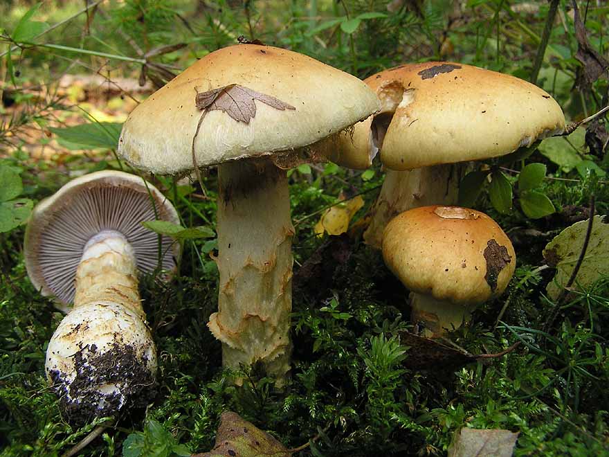 Паутинник фиолетовый - описание и фото гриба