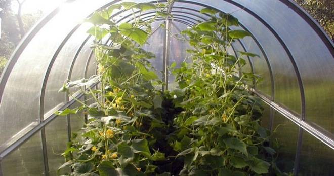 Выращивание огурцов в теплице зимой: с чего начинать, технология, пересадка в теплицу и урожайность русский фермер