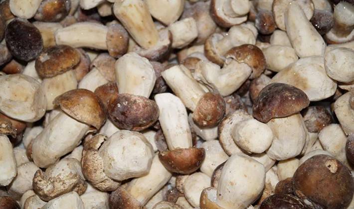 Как заморозить белые грибы на зиму и использовать после замораживания