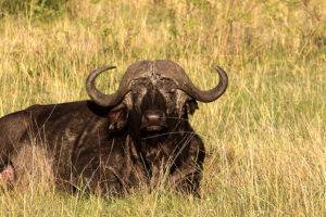 Азиатский буйвол — википедия