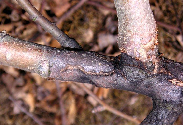 Почему трескается кора на груше и как ее вылечить, лечение трещины на стволе и ветках