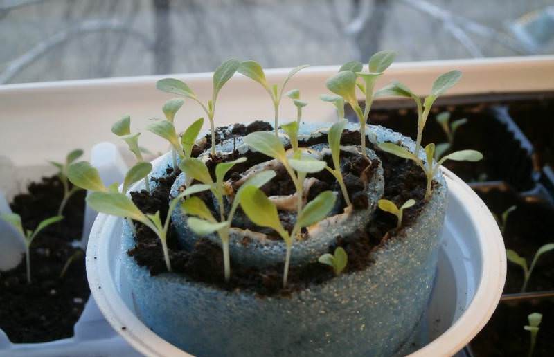 Экономия пространства и укрепление рассады — как оригинальный метод посадки томатов в улитку помогает дачникам
