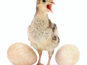 Индюшиные яйца польза и вред - неталкоголю