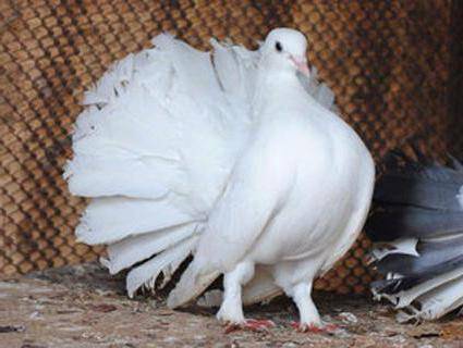 Описание и разведение голубей породы «павлин»