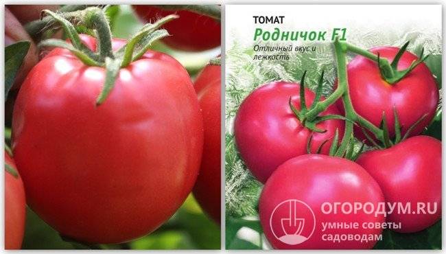 Томат таис: характеристика и описание сорта, урожайность с фото