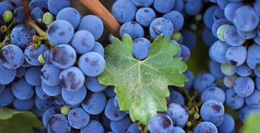 Сорт виноград изабелла — описание, фото, отзывы, видео.