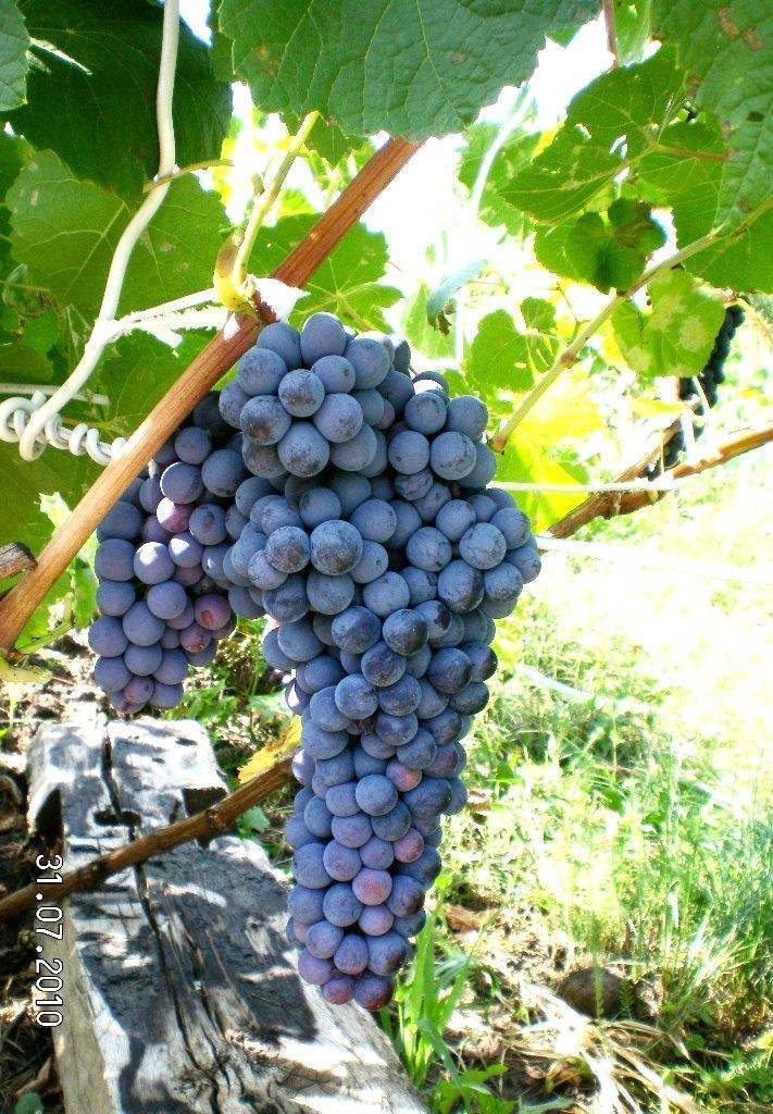 «самарский», «новочеркасский», «супер-ранний» — такой разный виноград «аметист»