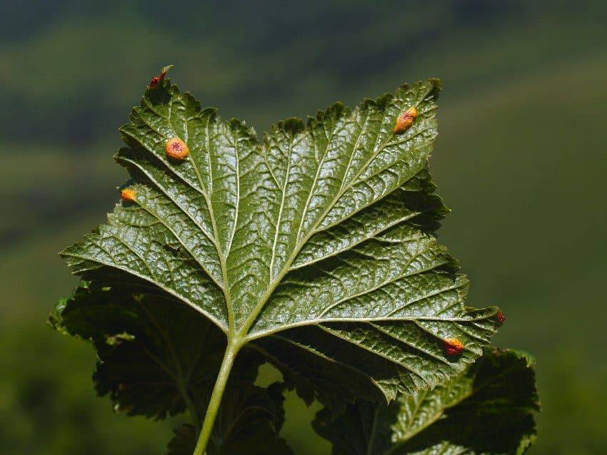 14 болезней смородины: белый налет на стволе и ветках, пятнистая выпуклость листьев, как лечить и как бороться