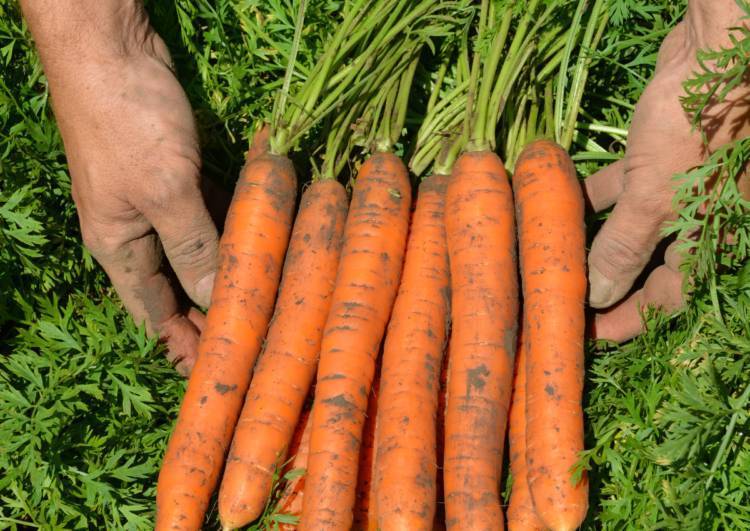 Морковь «самсон»: описание, посадка и уход
