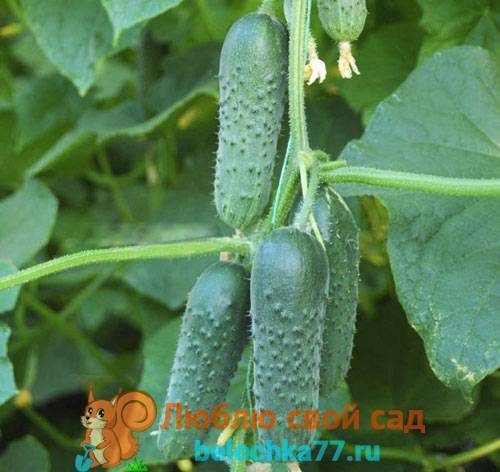 Огурец клавдия f1: характеристика и урожайность сорта