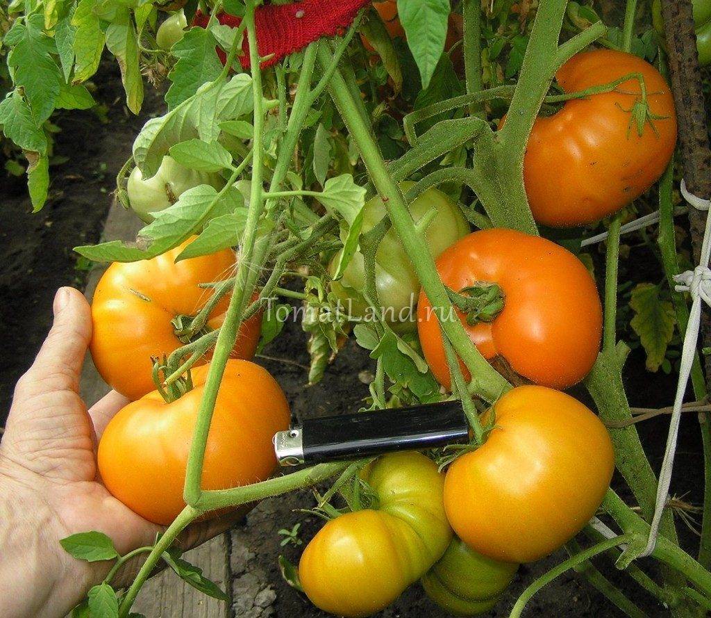 Характеристика томатов сорта «Хурма»: особенности и урожайность
