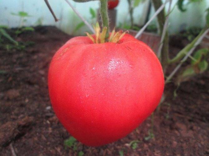 Лучшие помидоры на ваших грядках: сорта серии малиновое чудо