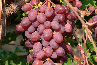 Виноград "виктория": описание сорта, фото, отзывы