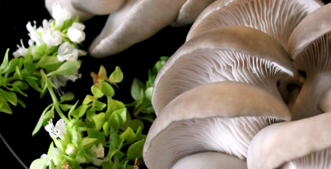 Калорийность грибов белых