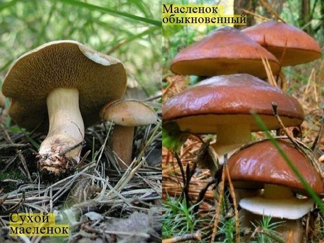 Козляк (решетник): описание гриба, где растет, как готовить