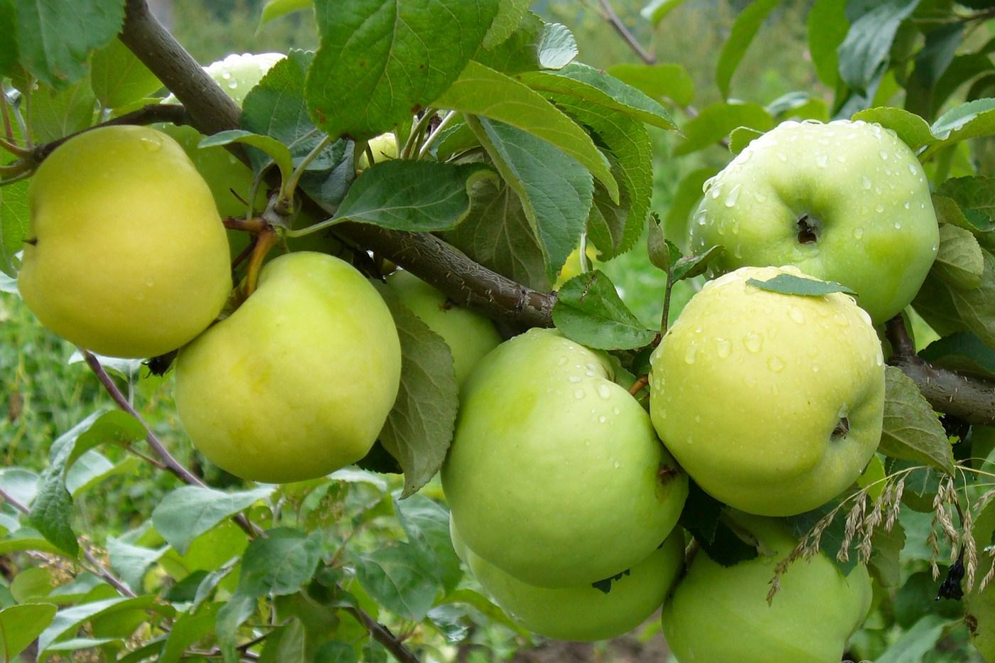 Когда снимать яблоки для хранения на зиму: сроки, когда собирать, как хранить