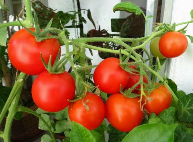 Метод терехиных по выращиванию томатов: технология с видео