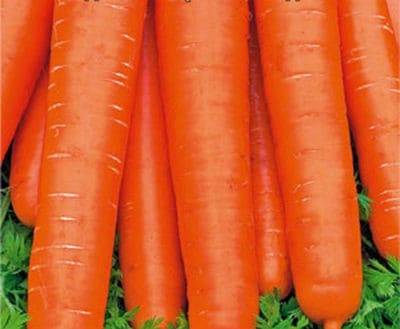 Лучшие сорта моркови для сибири и других регионов