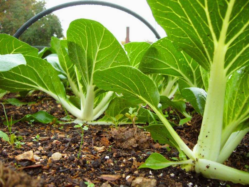 Листовой овощ для витаминных салатов! выращивание китайской капусты пак-чой