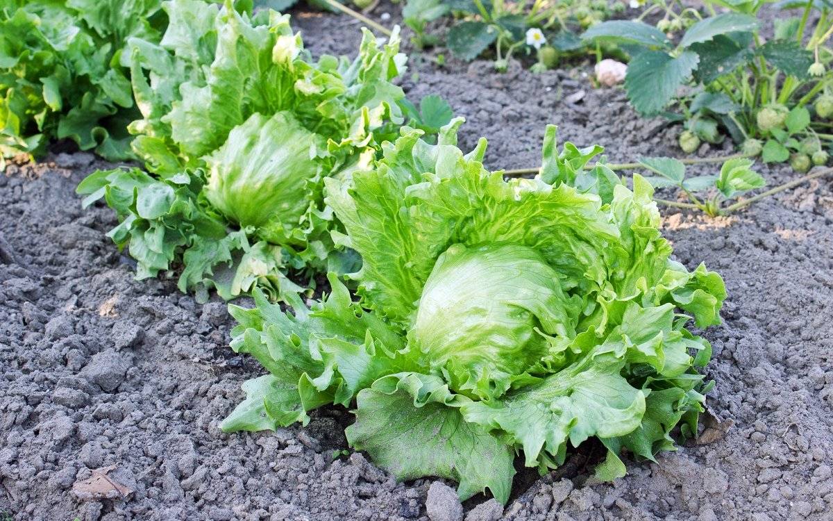Как вырастить сочный салат айсберг у себя на даче? - овощи и зелень | описание, советы, отзывы, фото и видео