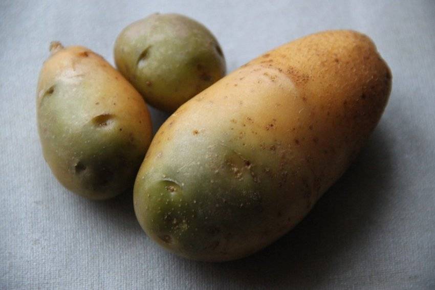 Картошка с зелеными боками: можно ли ее есть, если срезать кожуру?