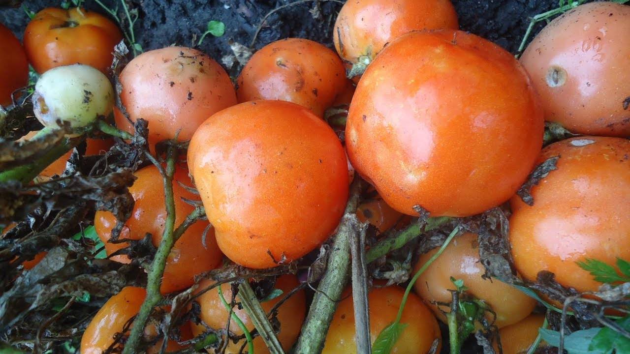 Описание сорта томата Снегирь — как поднять урожайность