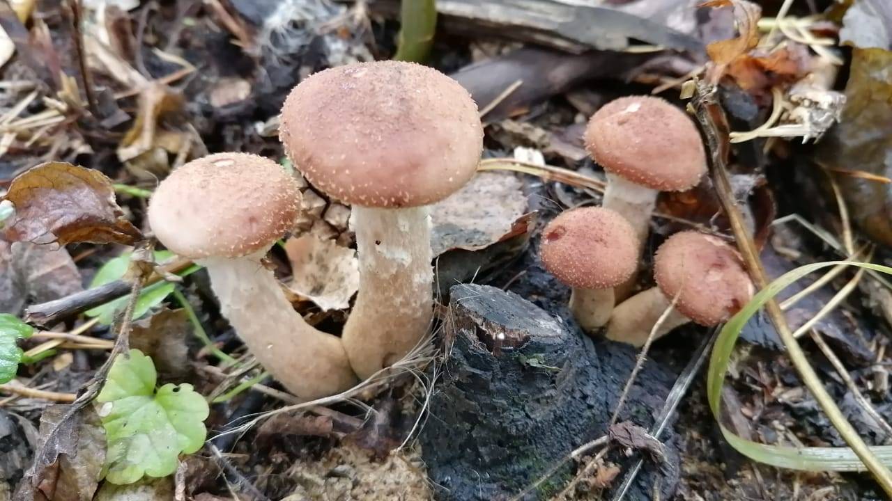 Грибы томской области: грибные места