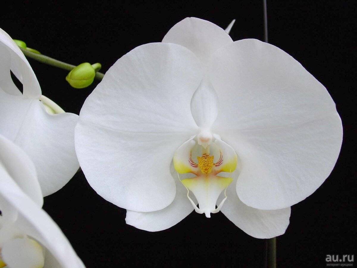 Белая орхидея: фото и описание