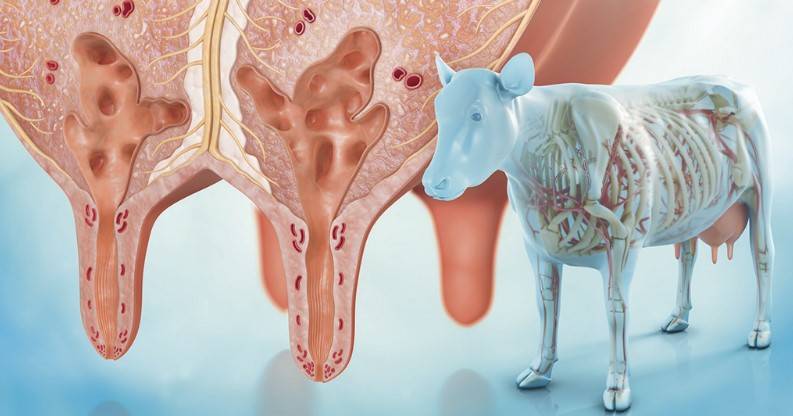 Мастит у коров: виды, причины, диагностика и методы лечения