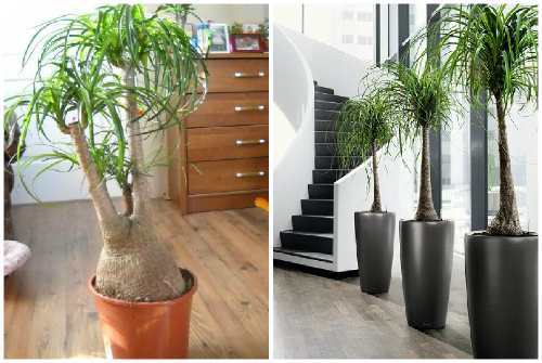 Тропическое растение у вас дома – бутылочное дерево (нолина)