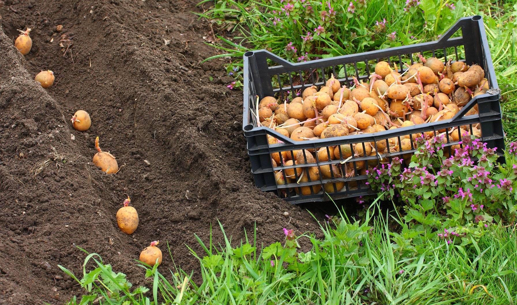 Подкормка картошки при посадке в лунку