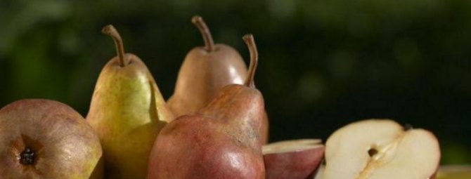 Особенности выращивания груш в сибири