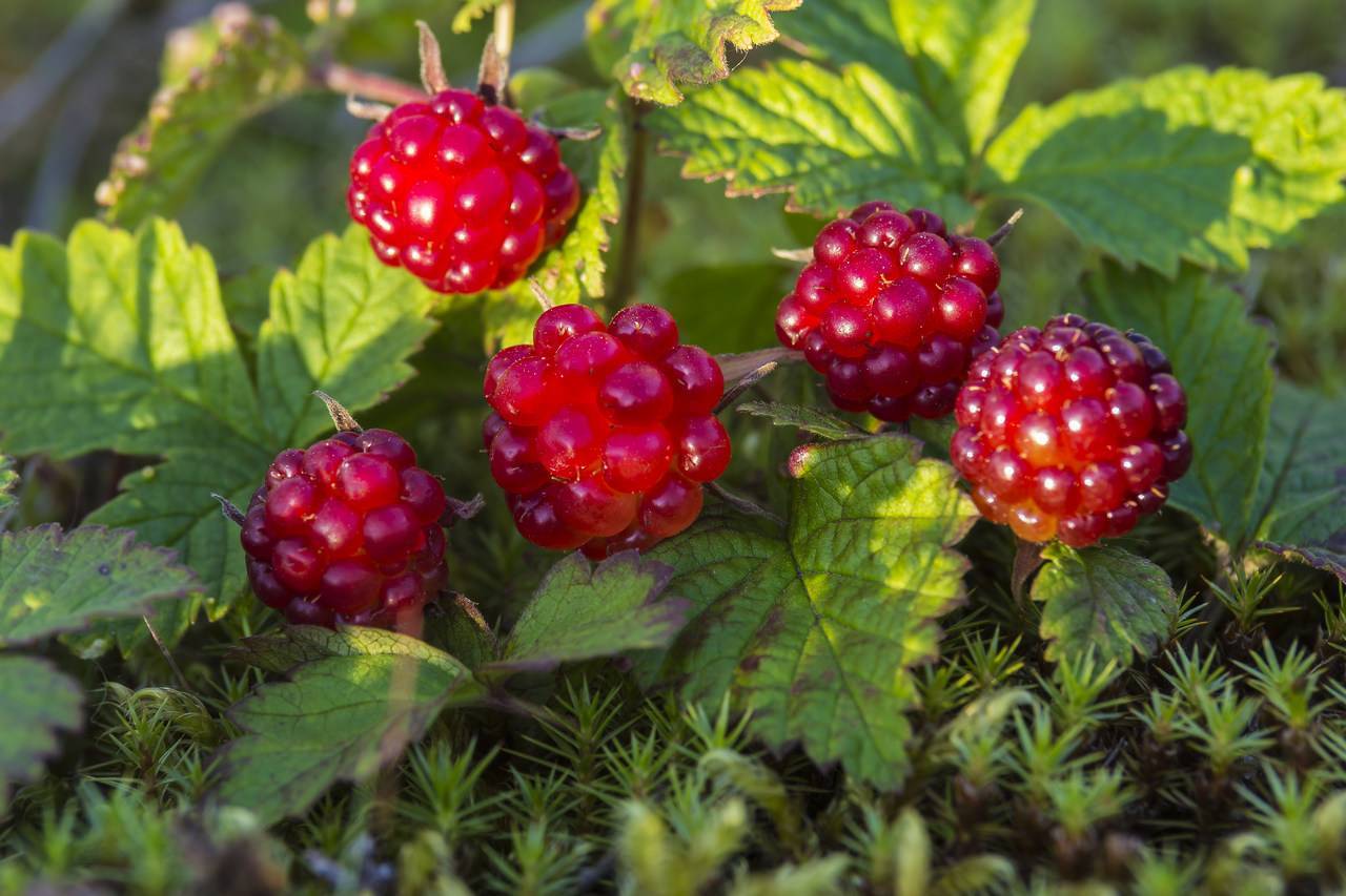 Княженика - описание ягоды и фото
