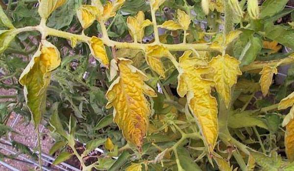 Почему желтеют листья у помидор в теплице и как с этим бороться?