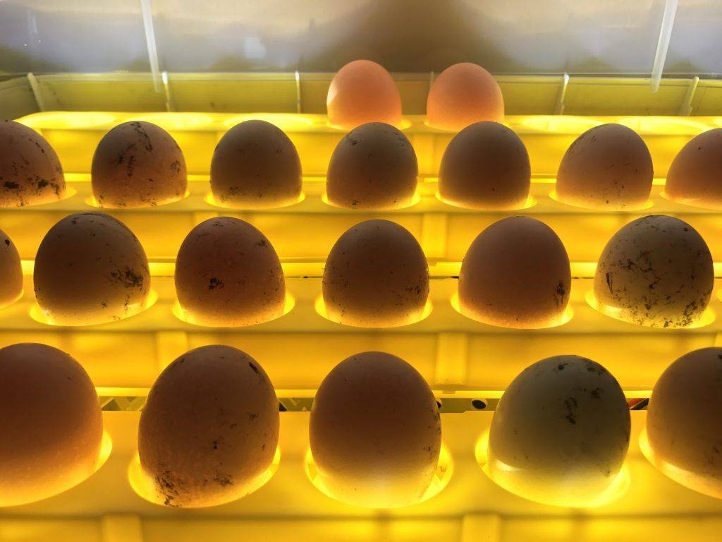 Инкубация яиц selo.guru — интернет портал о сельском хозяйстве