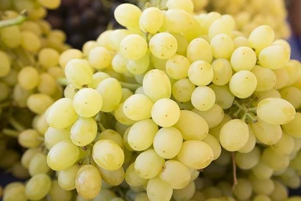 Виноград Русбол: описание и характеристика сорта, посадка, выращивание и уход