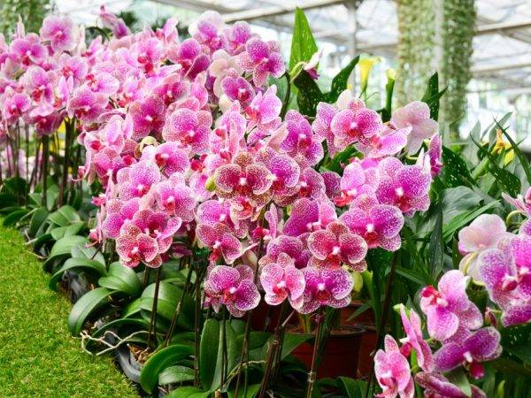 Когда и как долго цветут орхидеи в домашних условиях: несколько правил как зацвести орхидею после покупки.