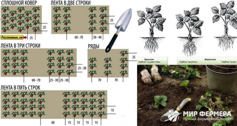 Схема высадки клубники