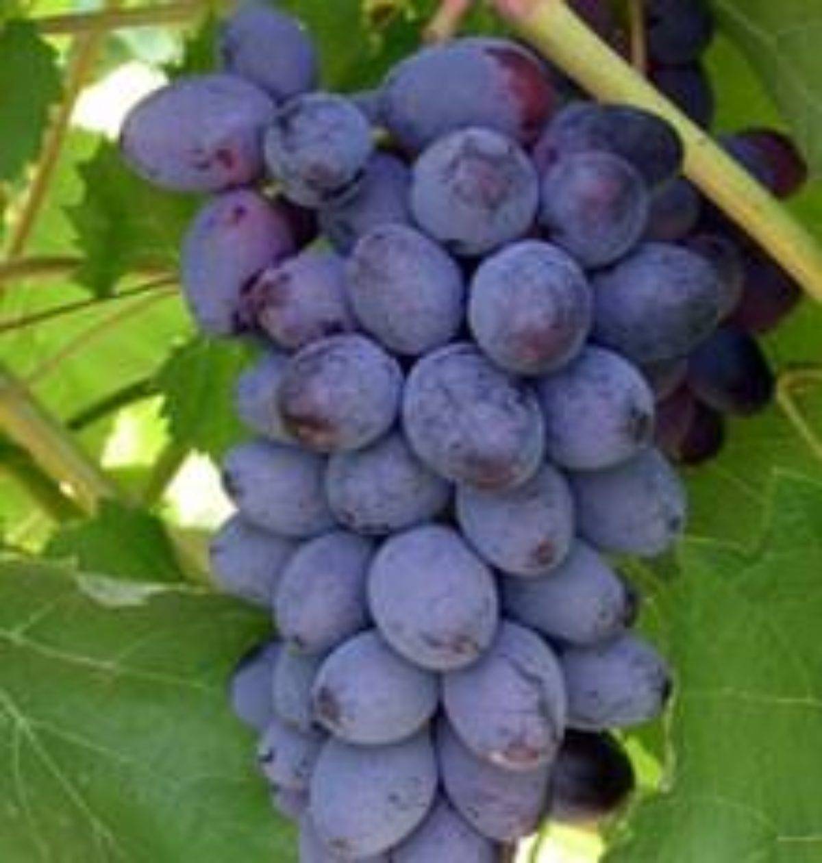 Виноград юпитер: описание сорта, фото, отзывы