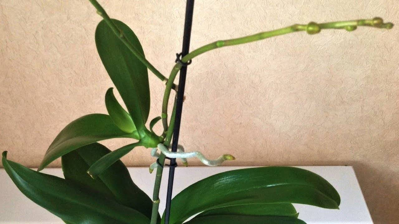 Дать ли цвести детке? или...? - эти удивительные орхидеи - страна мам