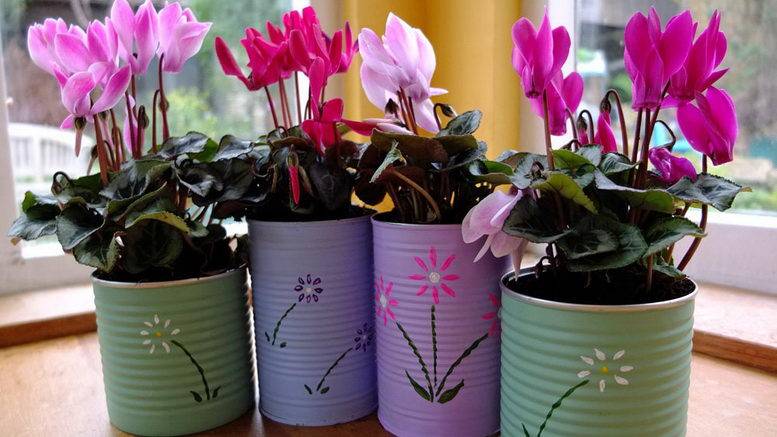 Цикламен — период покоя цветка в домашних условиях